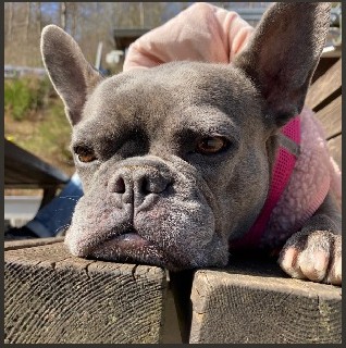 Entspannte Bulldogge ruht den Kopf auf Holz – Symbol für stressfreie Arbeitszeiten ohne Schichtdienst